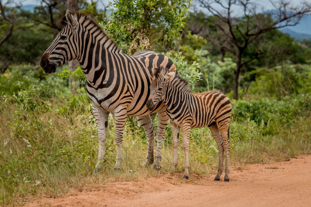 A Zebra with a baby Zebra.