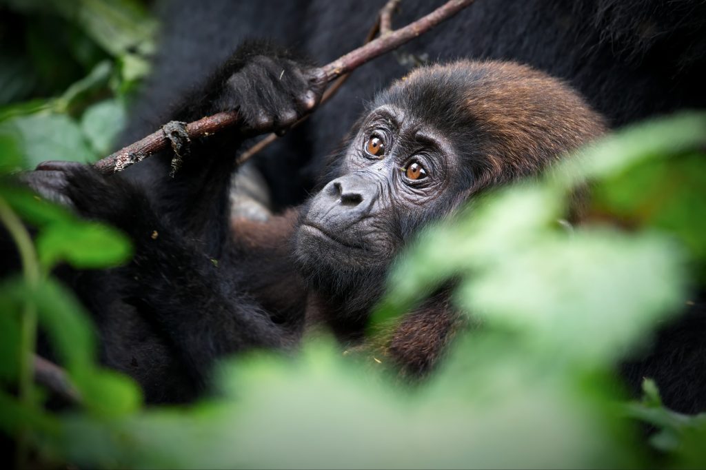 Closeup shot of a gorilla on a field in Uganda